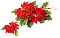 Christmas flower - bezmaksas png