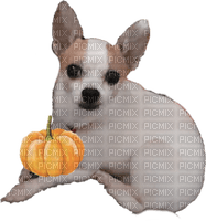 Pepper the dog with pumpkin