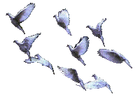 ibi - 無料のアニメーション GIF