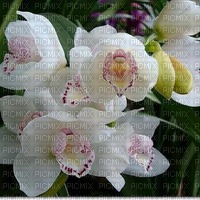 orchidea - bezmaksas png
