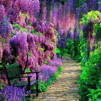 Rena purple Hintergrund Background Flowers - png gratis