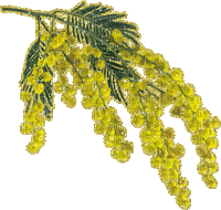 mimosa - Бесплатный анимированный гифка