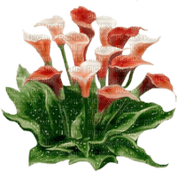 calla bouquet - 免费PNG