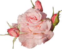 Flowers pink rose bp - 無料png
