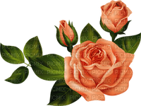 Roses dm19 - PNG gratuit