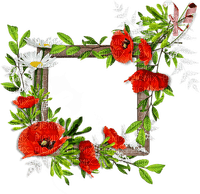 poppy flower frame    coquelicot fleur cadre