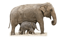 elefante - δωρεάν png