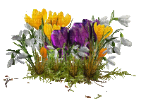 Frühling, Blumen, Flowers - GIF animado grátis