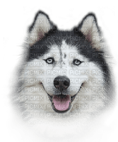 Kaz_Creations Dogs Dog Husky - gratis png