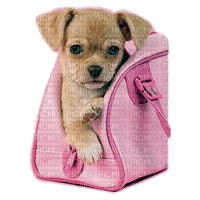 Kaz_Creations Dog Pup In Bag