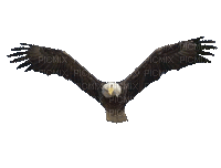 Eagle Soaring 500 - Δωρεάν κινούμενο GIF