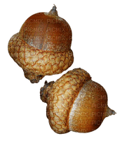 acorns - gratis png
