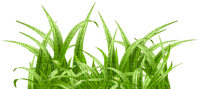 Kaz_Creations Garden-Deco-Grass - ingyenes png