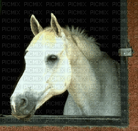 horse cheval fond gif - Gratis animeret GIF