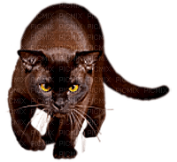 cat by nataliplus - ilmainen png