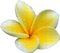Flowers yellow bp - bezmaksas png