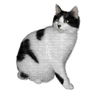 Kaz_Creations Cats Cat Kittens Kitten - 免费PNG