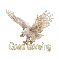 aigle blanc - Ingyenes animált GIF