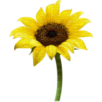 sunflowers bp - безплатен png