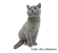 rfa créations - chat chartreux - PNG gratuit