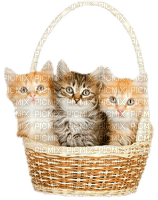Kittens.Orange.Brown.White - By KittyKatLuv65 - bezmaksas png