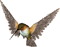 MMarcia gif pássaros birds - Animovaný GIF zadarmo