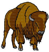 bison - Δωρεάν κινούμενο GIF