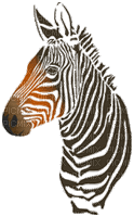 zebra bp - Gratis animeret GIF