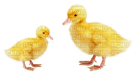Kaz_Creations Easter Chicks Deco - PNG gratuit