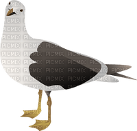 gull - PNG gratuit