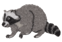 raccoon sticker - gratis png