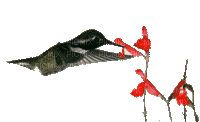 Hummingbird bp - Бесплатный анимированный гифка