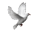 colombe - Gratis animeret GIF