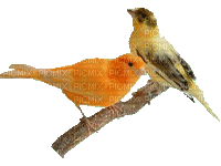 oiseaux - Zdarma animovaný GIF