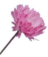 pink flower - besplatni png