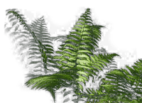 Tube Plante Verte - zdarma png