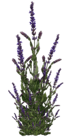 Plants.Plante.Lavande.Lavender.Victoriabea - PNG gratuit