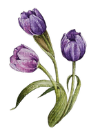Tulpen, lila, drei - PNG gratuit