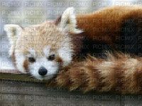 panda roux - png gratis