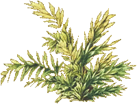 plante - Безплатен анимиран GIF