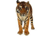 Тигр - png gratis