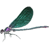 libellule - Darmowy animowany GIF