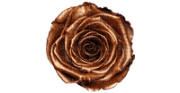 Chocolate - Rose / Marina Yasmine - безплатен png