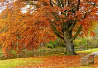 Осень - PNG gratuit