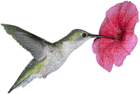 Hummingbird 2 - png gratis