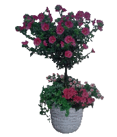 Bloemen en Planten - GIF animasi gratis
