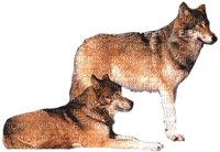 Tube Animaux Loup - Free PNG