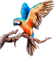 soave deco summer bird tropical parrot blue orange - PNG gratuit