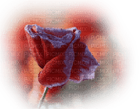rose rouge - PNG gratuit
