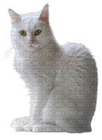 Cat, white, sitting png